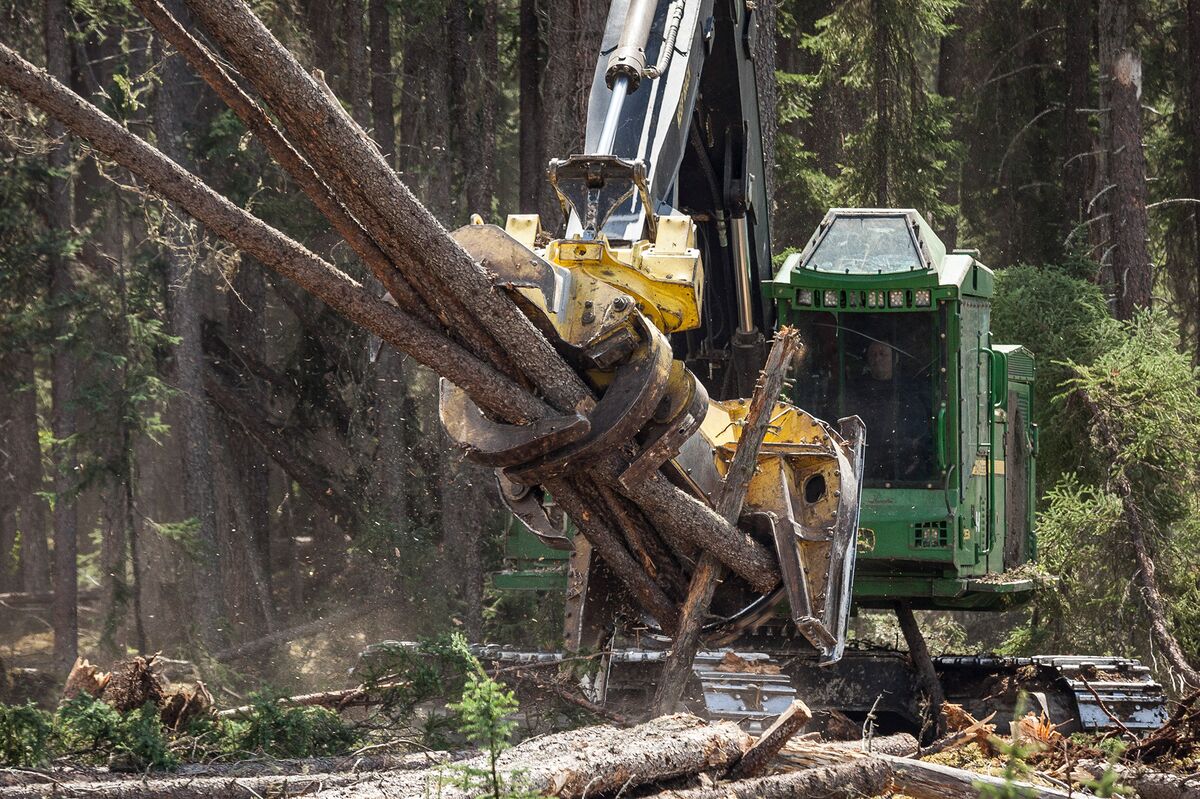 What's Killing Canada's Pine Trees? - Bloomberg