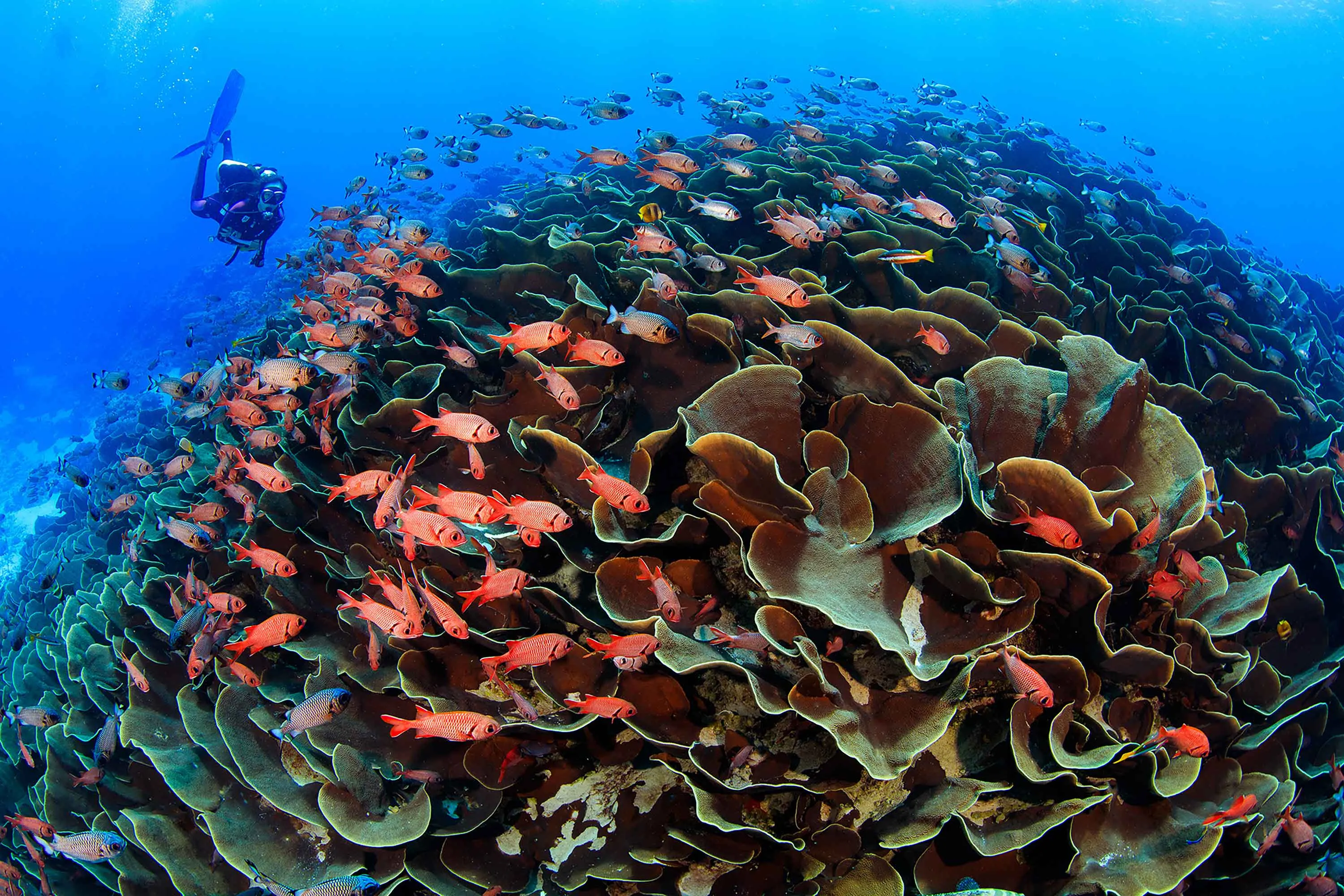 A reef in Palau.&nbsp;A number of Pacific island countries have created large marine reserves over the past decade.&nbsp;