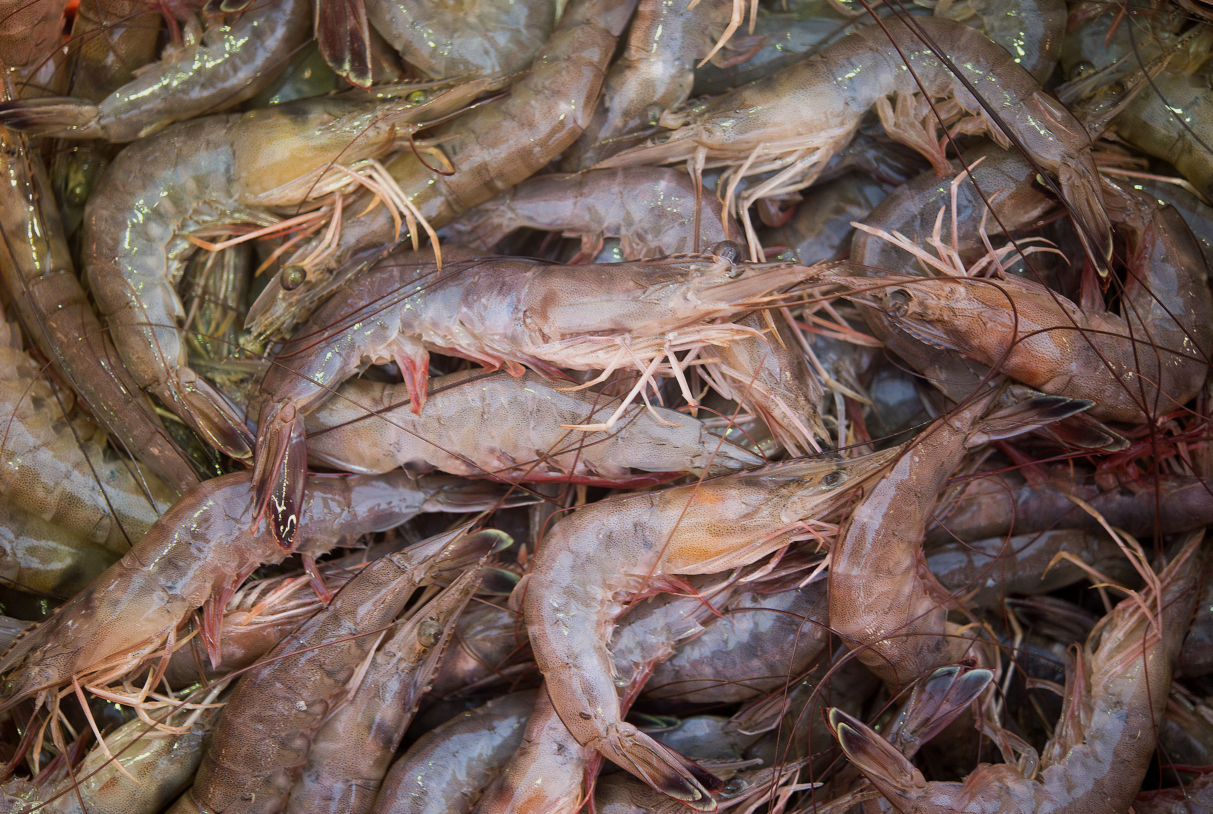 Operations During A Shrimp Harvest As September Yields Largest Catch Since 2003