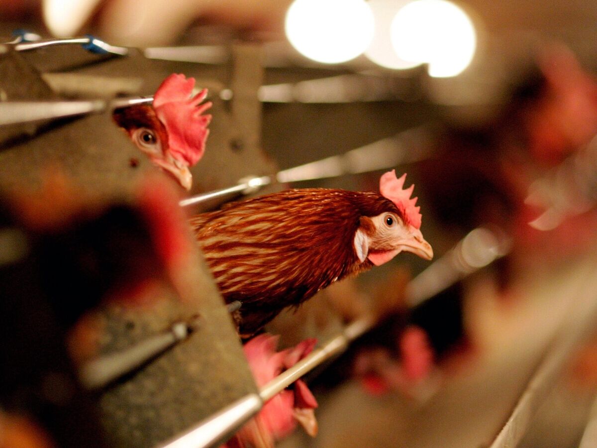 Japan Bird Flu Outbreak Sparks Record Slaughter of 10 Million Animals