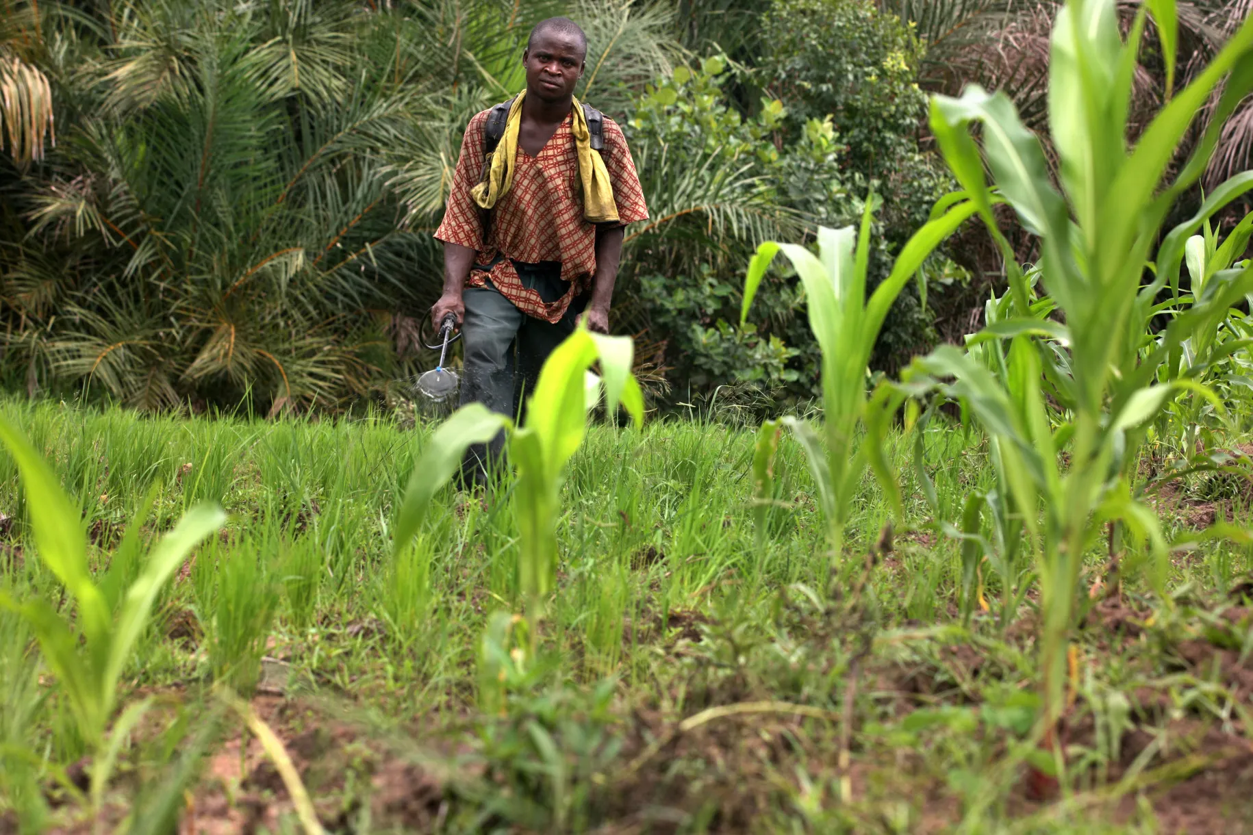 Farming in Nigeria.
