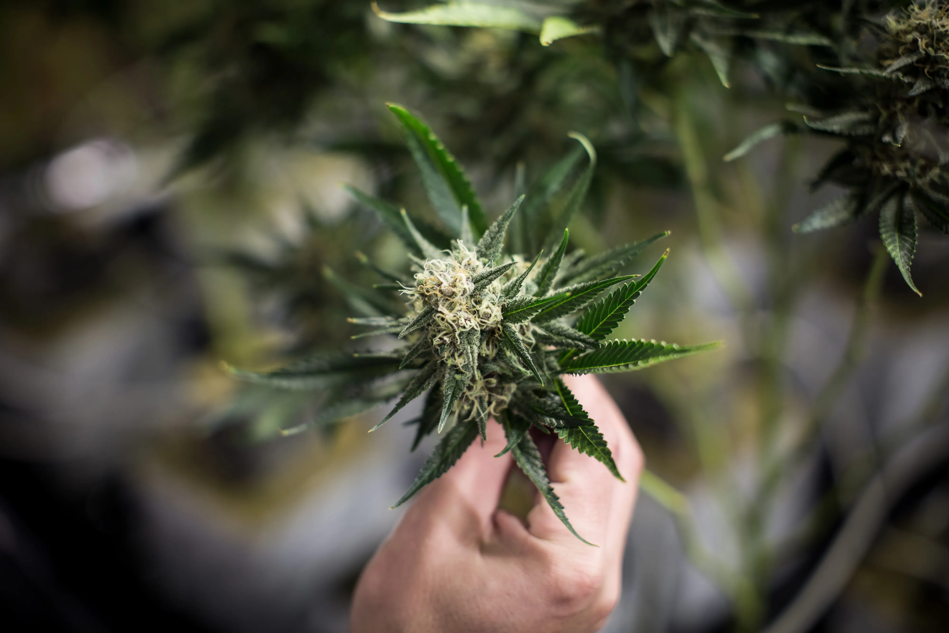 With $800-An-Ounce Bud, Pot Artisans Try To Stick It To The Man
