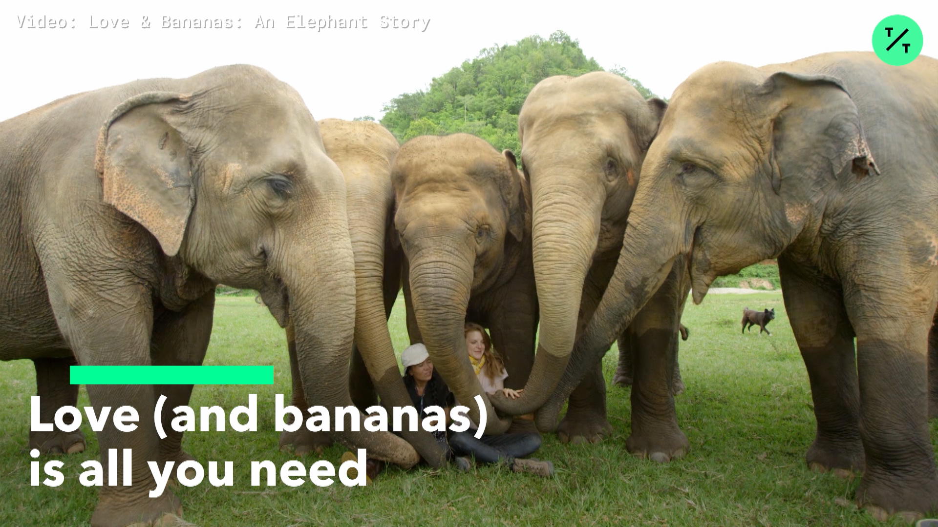 Watch Mission to Save Asian Elephants Bloomberg