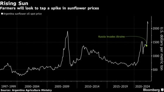 Wartime Sunflower Boom Beckons for Farmers on Argentina’s Pampas Plains