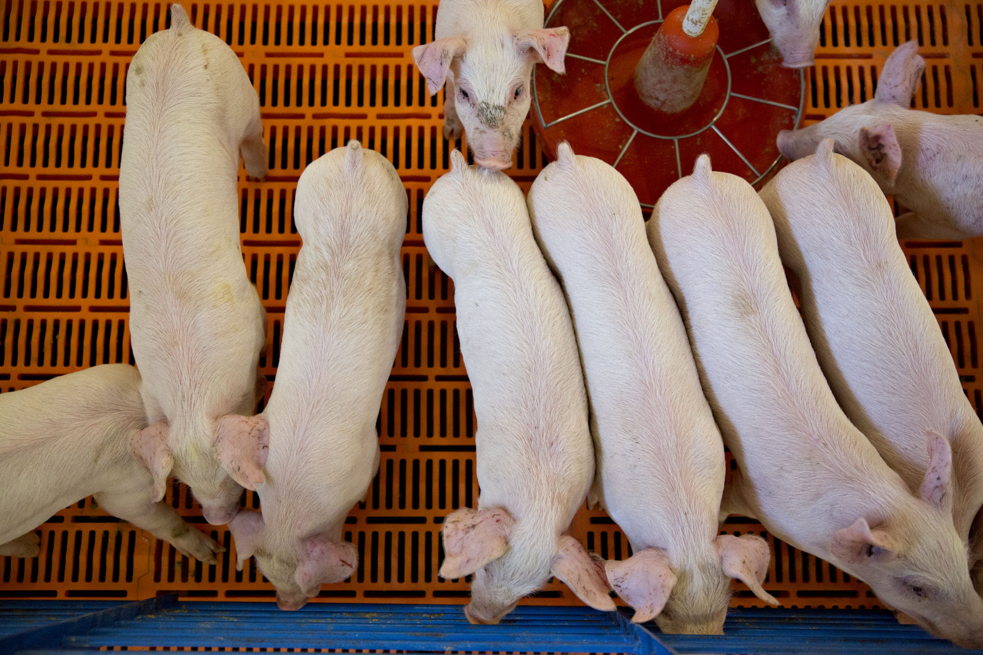 Three-week-old pigs stand in a nursery at the Paustian Enterprises farm in Walcott, Iowa.