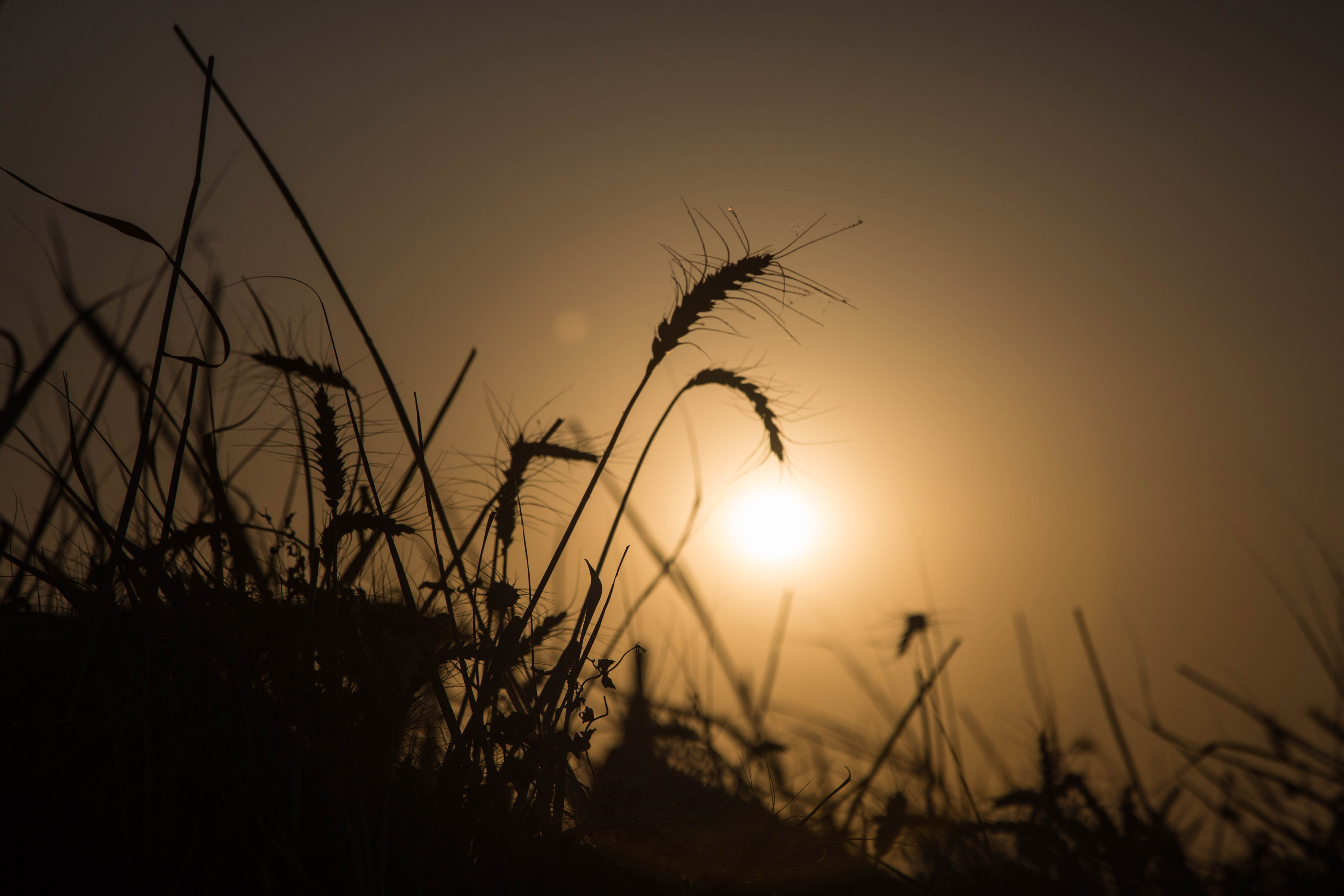 Wheat Farming Drive in Ethiopia Gathers Pace as Shortages Bite