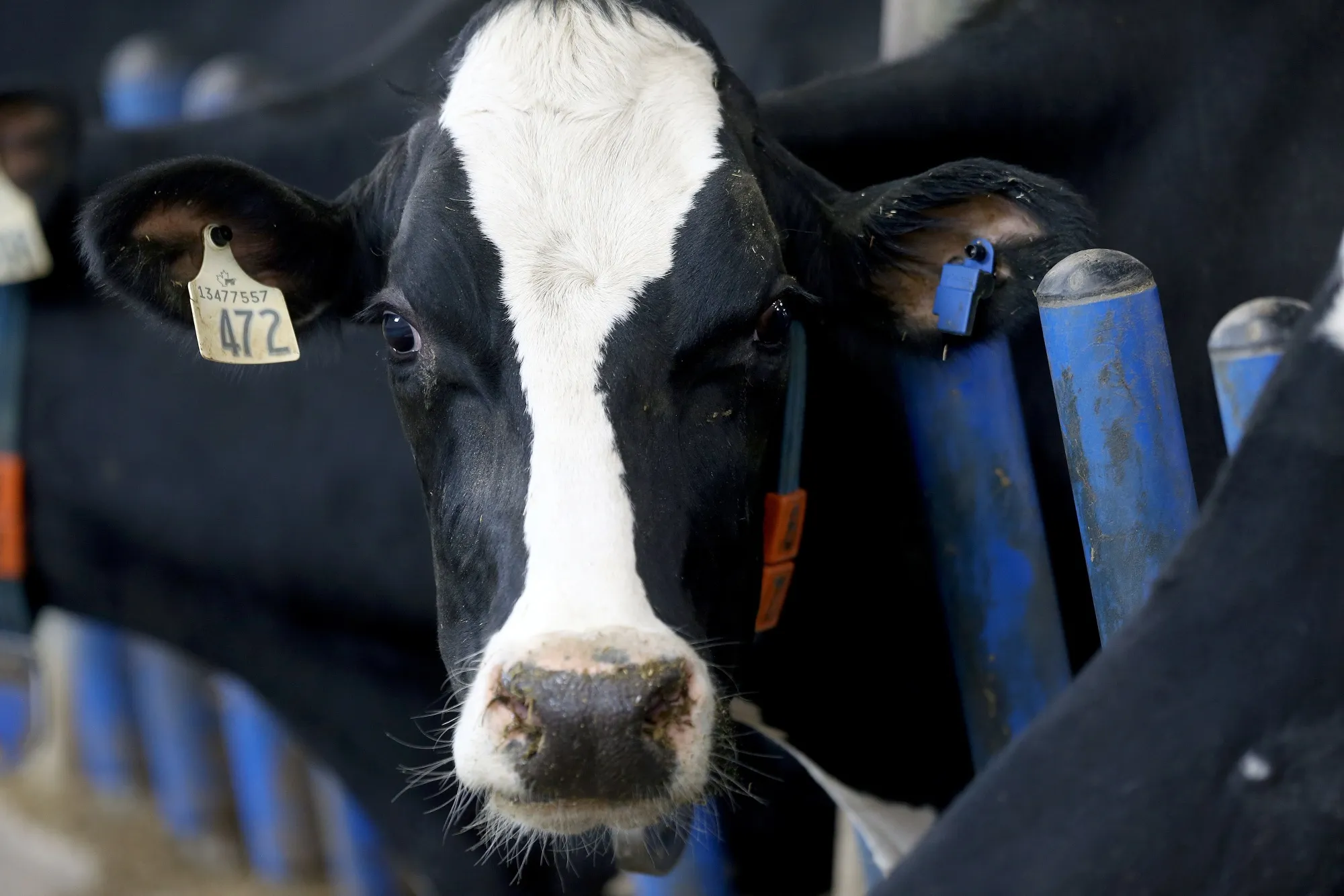 Trump Says He May Hit Canada With Dairy, Lumber Tariffs Soon