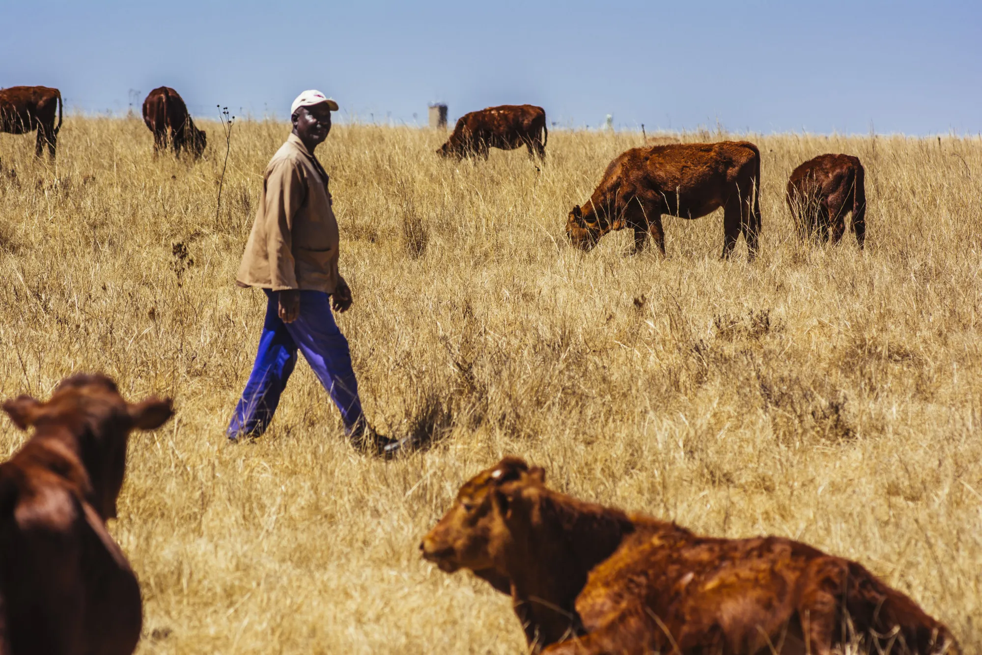 Cattle grazing on a&nbsp;farm, outside Delmas in the Mpumalanga province, South Africa.&nbsp;