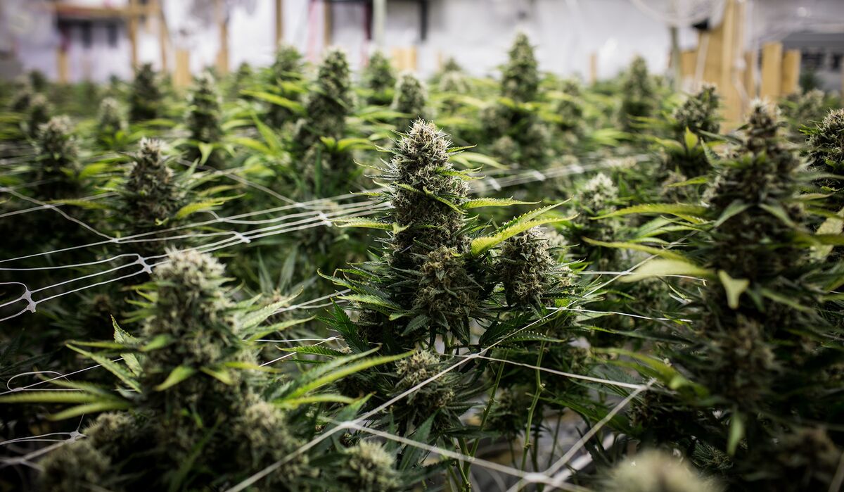 Pot Stocks Plunge as U.S. Legalization Efforts Look Less Likely -