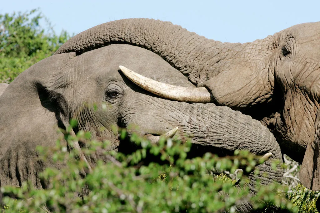 No room for two. (Phinda Game Reserve, Kwazulu Natal, South Africa.)