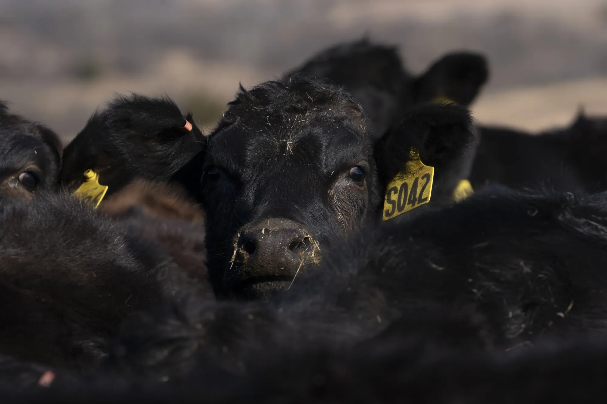 Heifers at a ranch in Blanchard, Oklahoma.