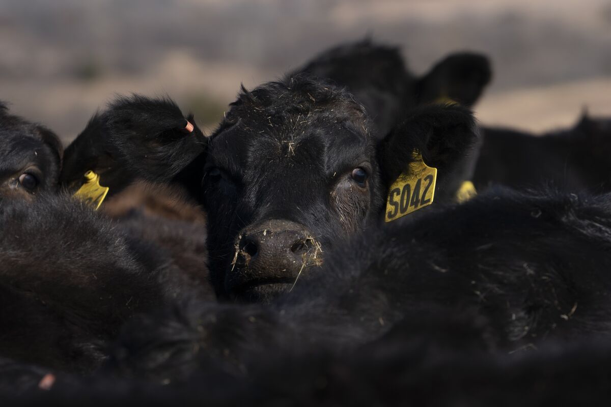 Trump Stirs Up a Beef With Cattle Ranchers Over Argentina Quotas - Bloomberg