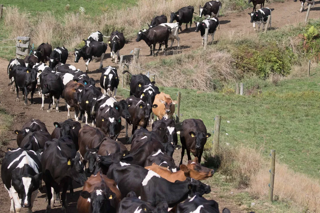 Operations At A Fonterra Cooperative Group Ltd. Supplying Dairy Farm Ahead Of Half-Year Results