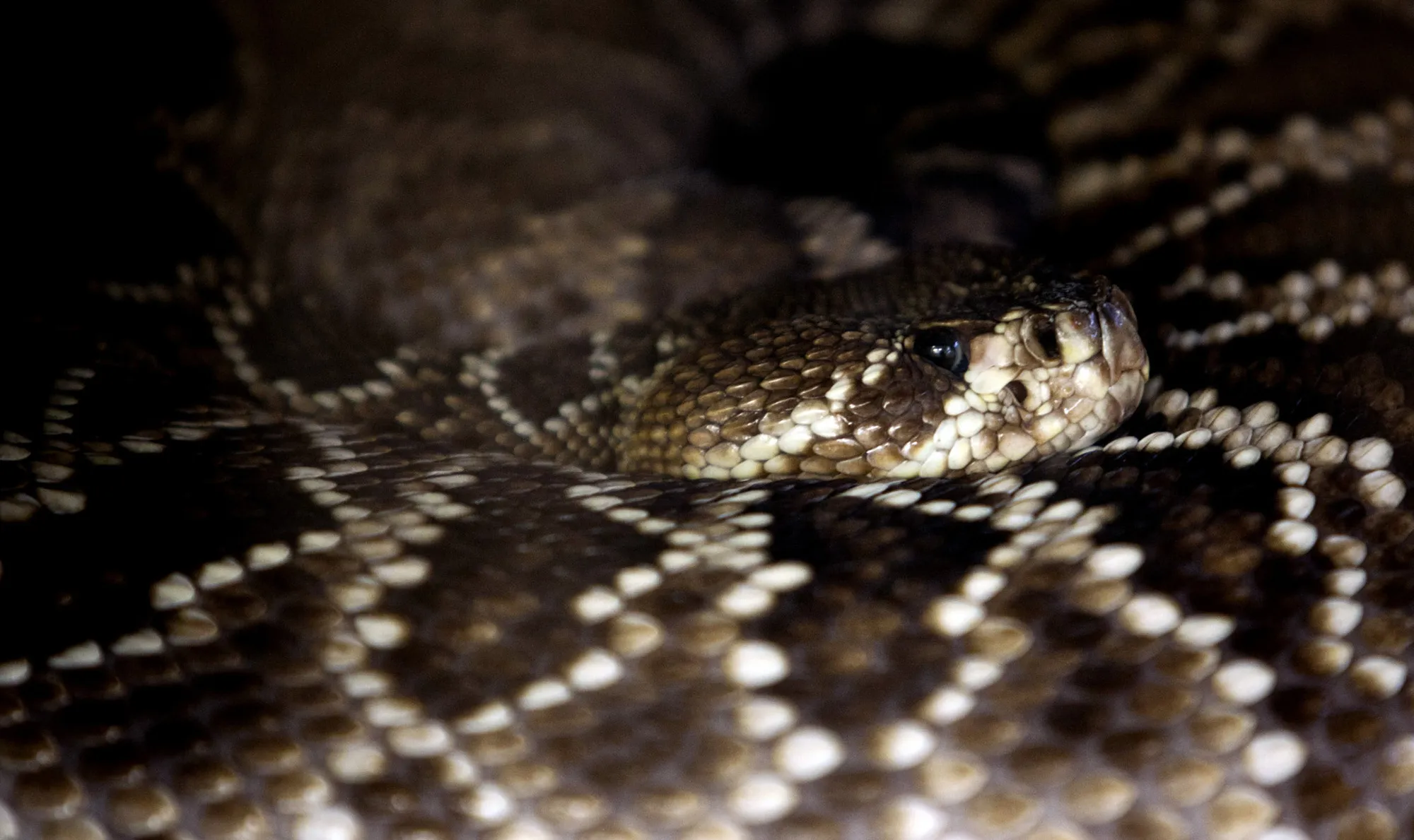 Eastern diamondback rattlesnake