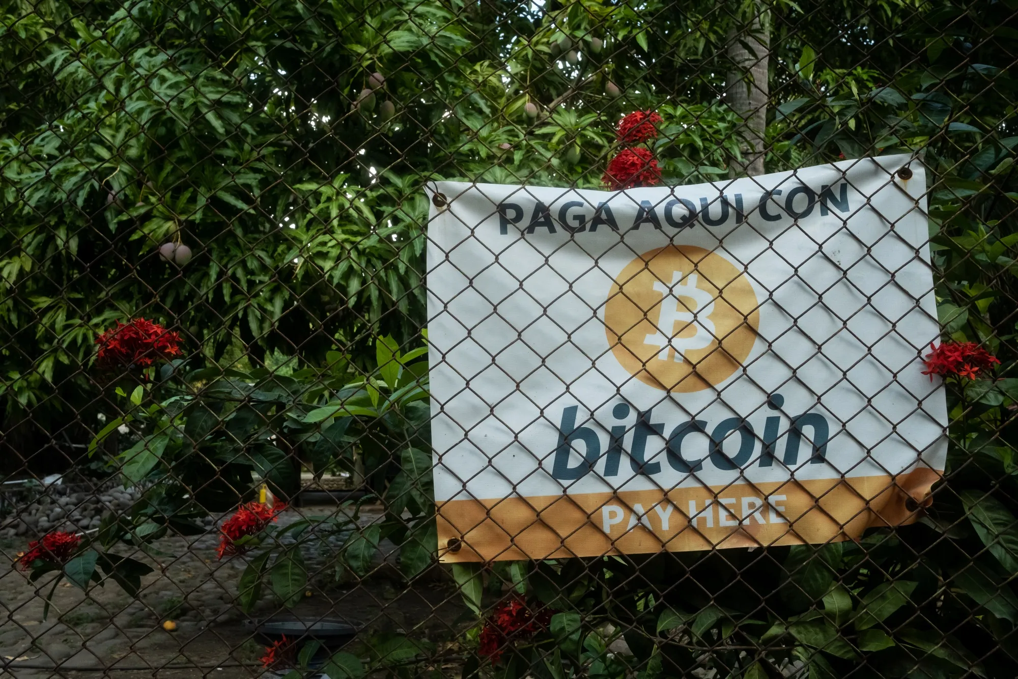 Starbucks, Pizza Hut and McDonalds Take Bitcoin in El Salvador - Bloomberg