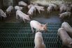 Operations at the Tianjin Tianjiao Group Hog Feed Producer