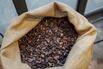 Raw cocoa beans ahead of roasting at a chocolate maker in Paris.