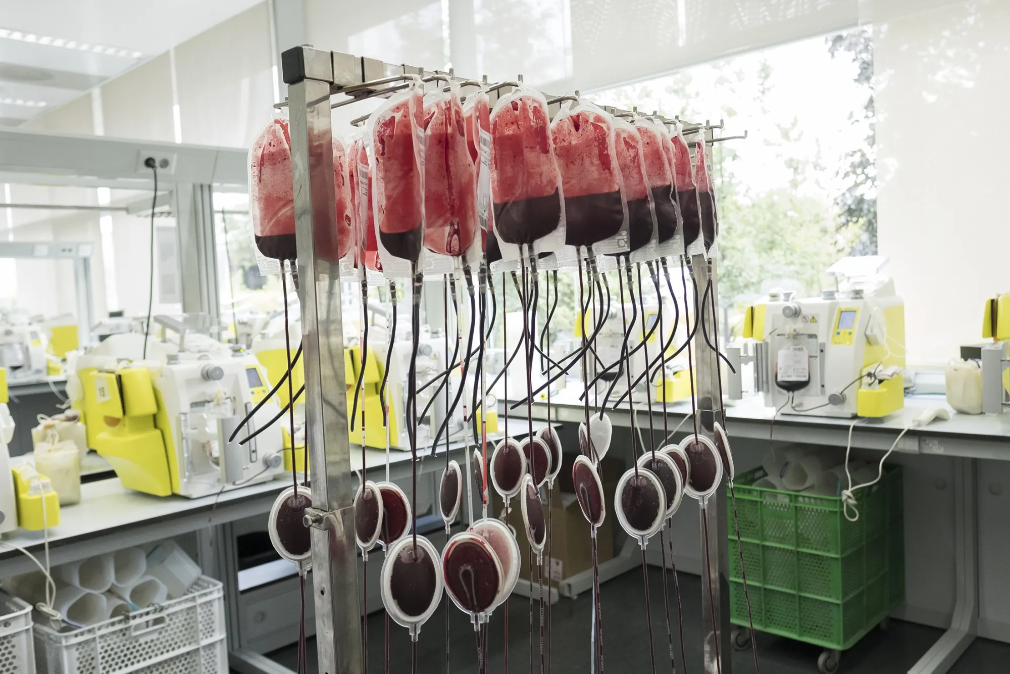 Blood Transfusion Center of Madrid