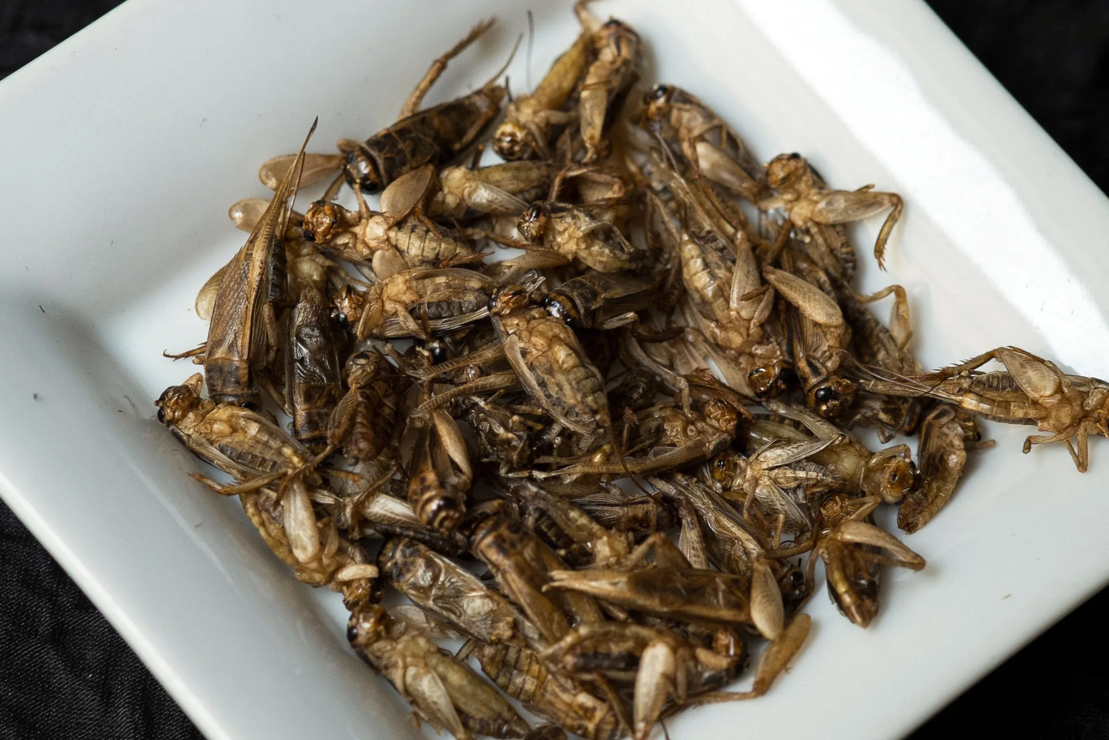 1469437947_CRICKETS