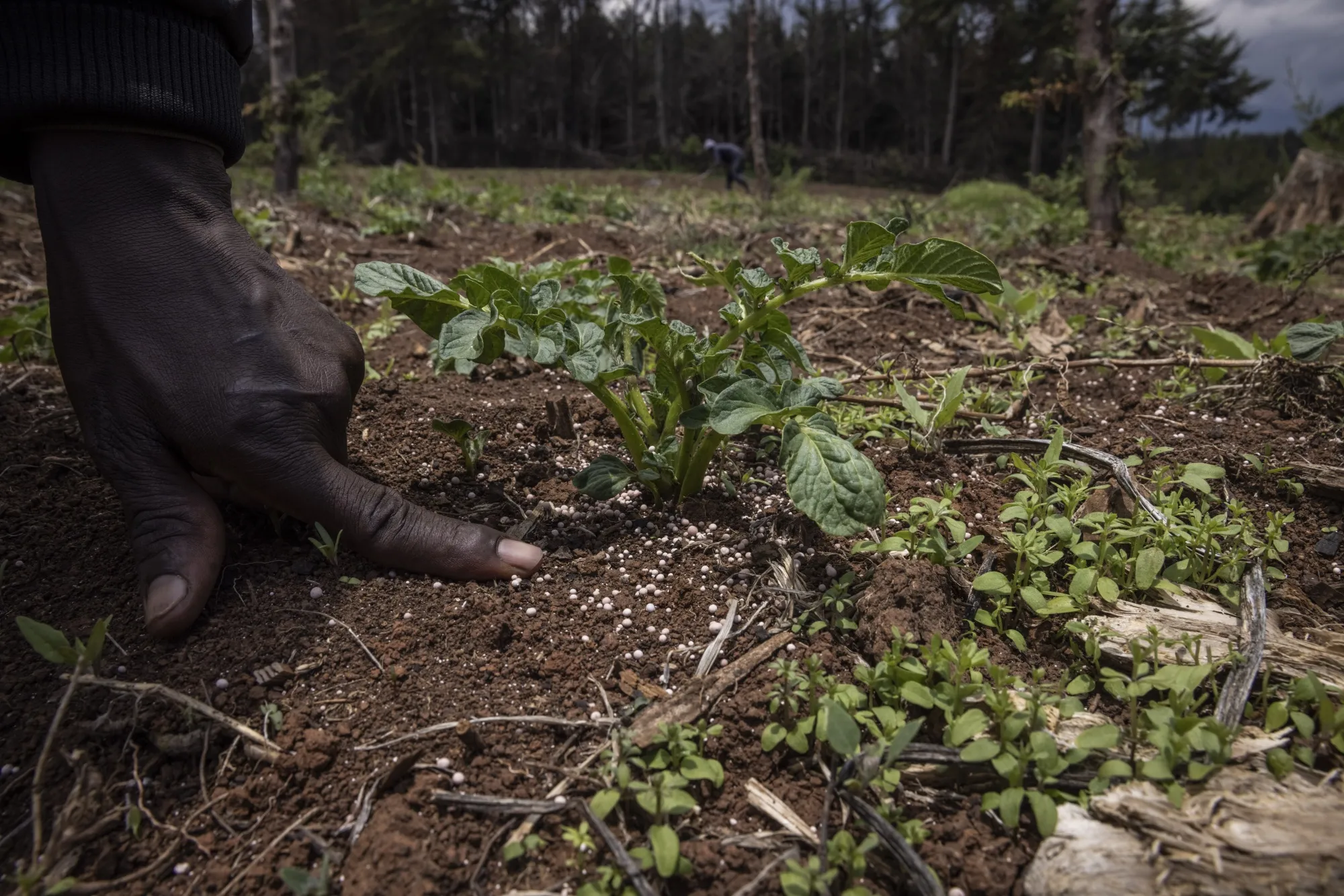 Fertiliser is spread around&nbsp;crops on a pine tree plantation in Mount Kenya National Park, Kenya.