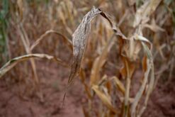 A failed corn crop due to drought at a farm in Glendale, Zimbabwe.