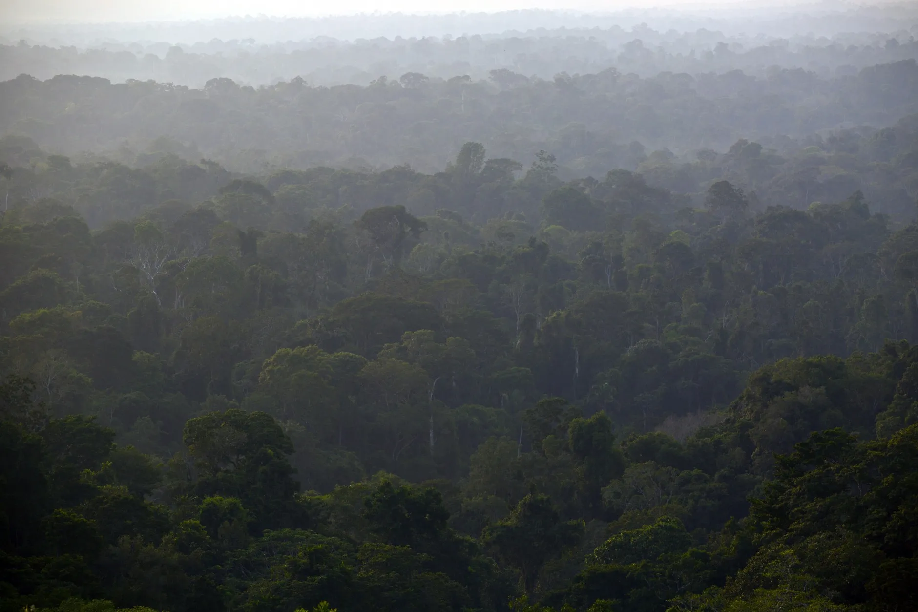 The rain forest in the southern part of the Amazonian state of Para, near Belo Monte, Brazil.