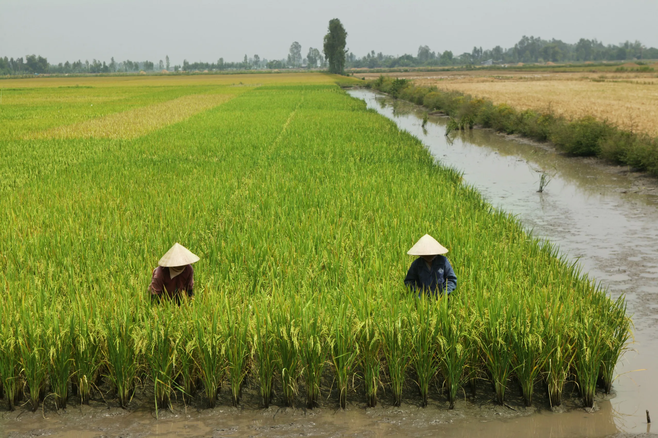 Farm hands work in rice fields&nbsp;in Can Tho Province, Vietnam.