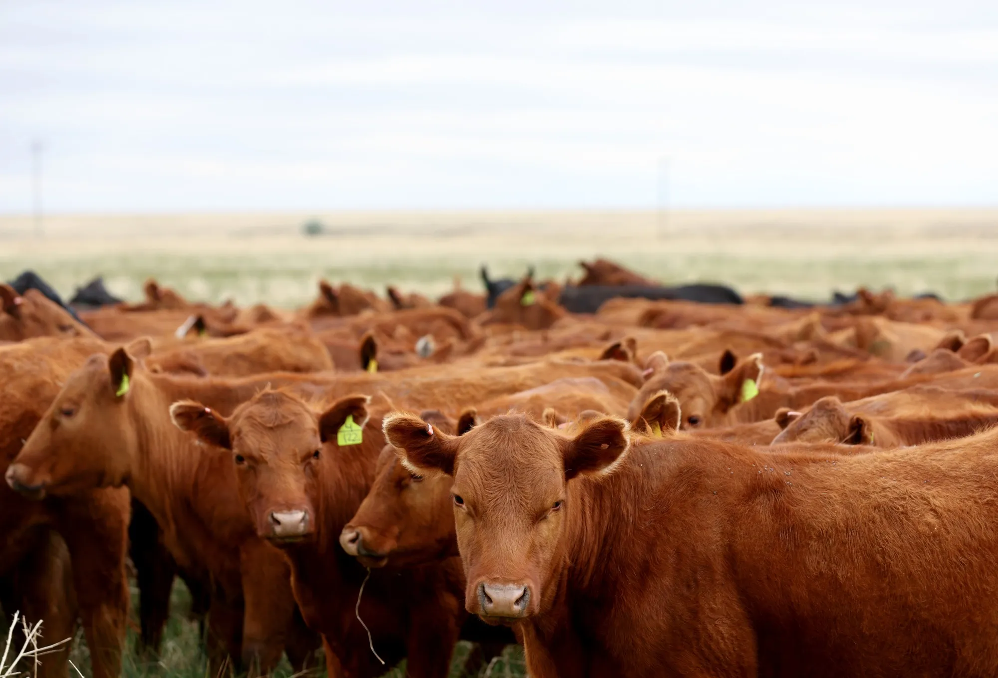 The contamination of cows poses no major threats to the safety of milk and other dairy products sold at grocery stores.