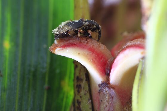 Erratic Weevil Behavior in Oil Palms Points to Climate Change
