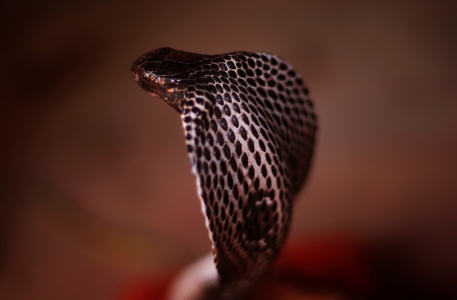 A cobra seen in the state of Uttar Pradesh, India 
