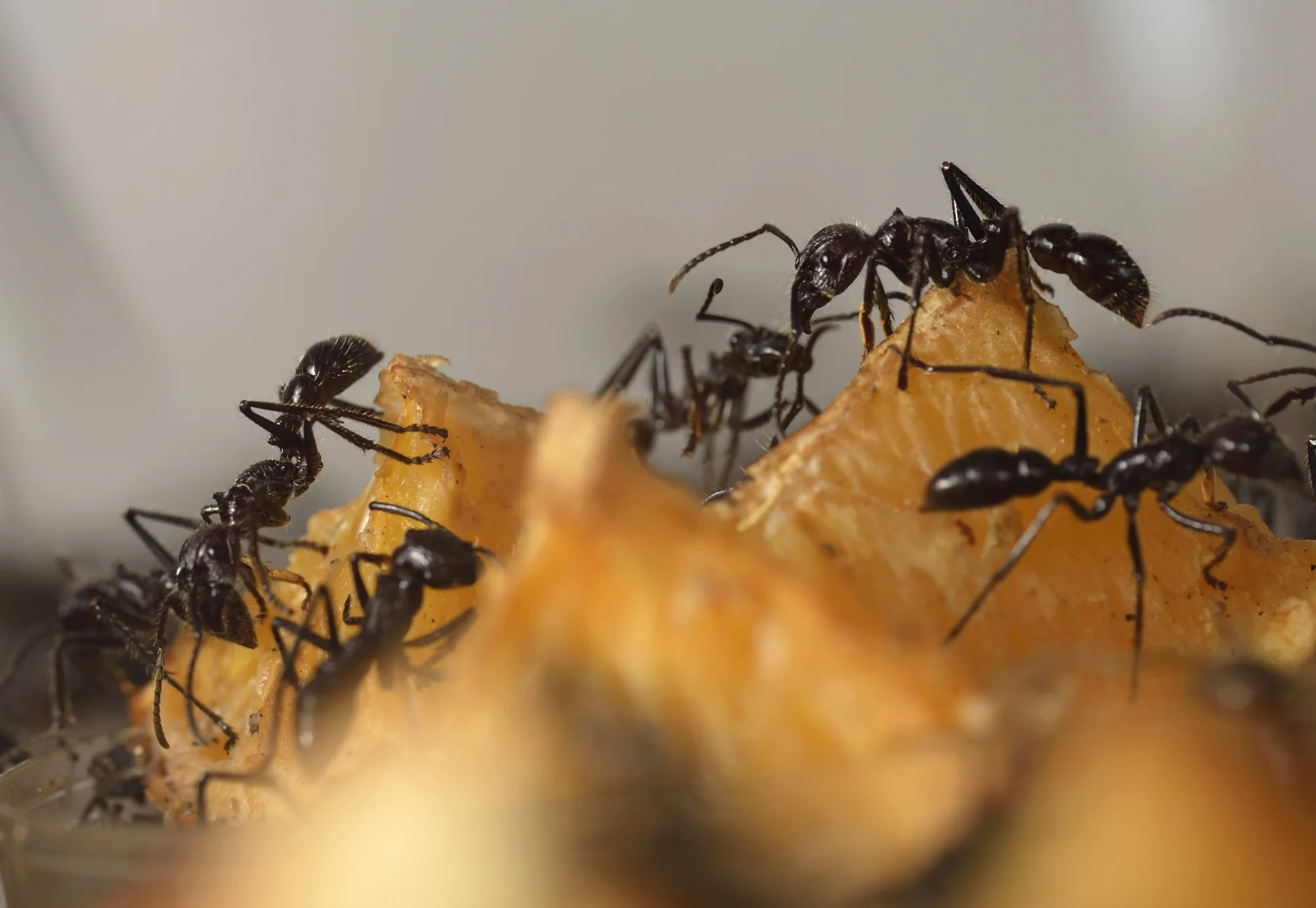トップス ants What Longhorn Crazy Ants Can Teach Us About Groupthink - Bloomberg