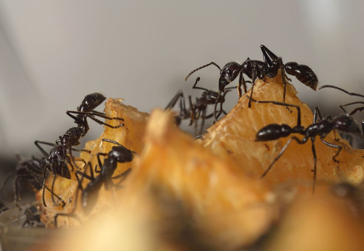 トップス ants 1200x828.jpg
