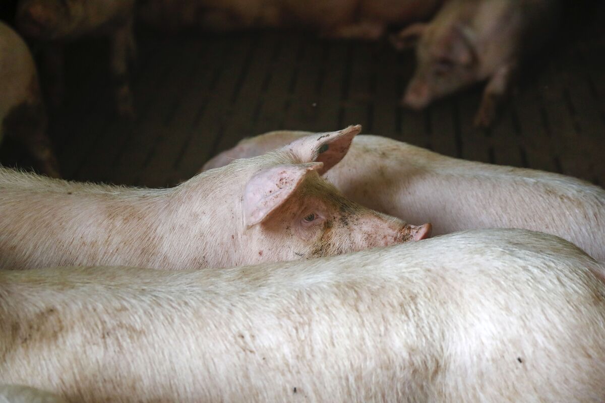 China’s Probe of EU Pork Imports Takes Aim at Bloc’s Top Sellers