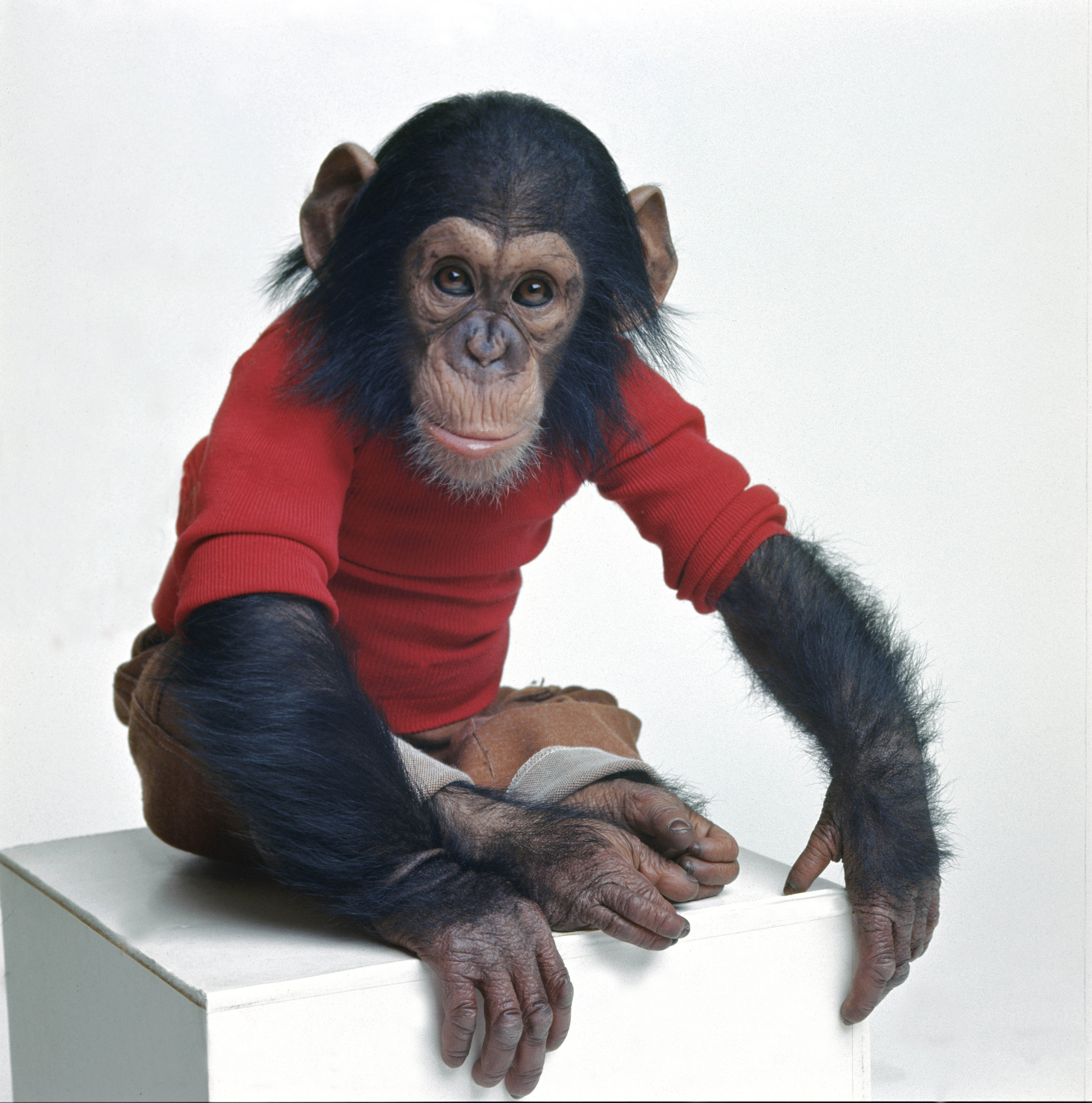 Забавный шимпанзе как правильно. Обезьяна. Крутая обезьяна. Наряженная обезьяна. Обезьяна в одежде.