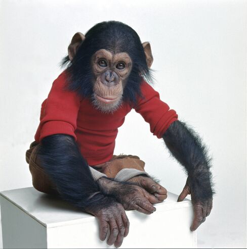 Nim Chimpsky