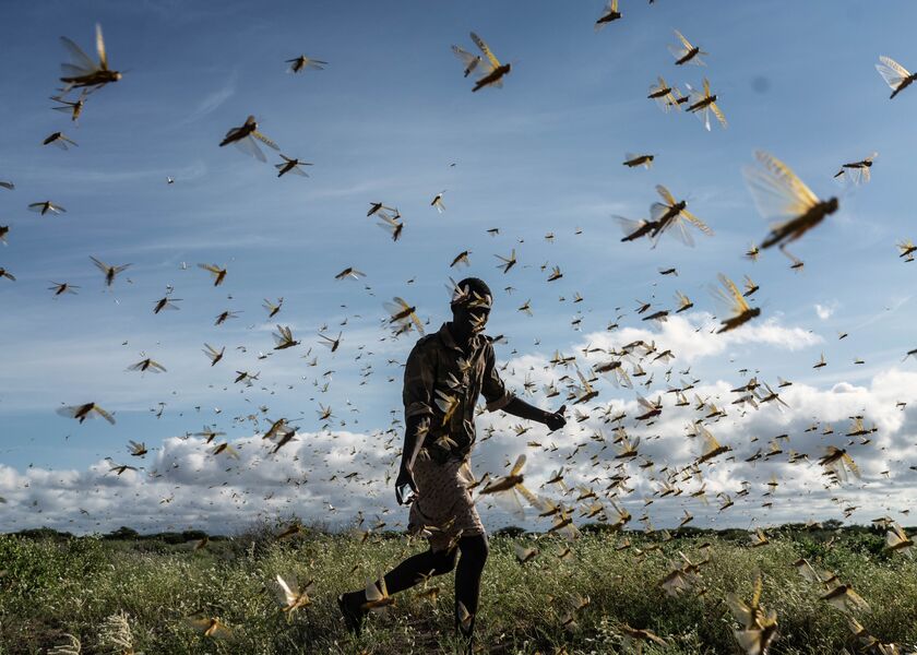 East Africa Experiences Worst Locust Swarms In Decades