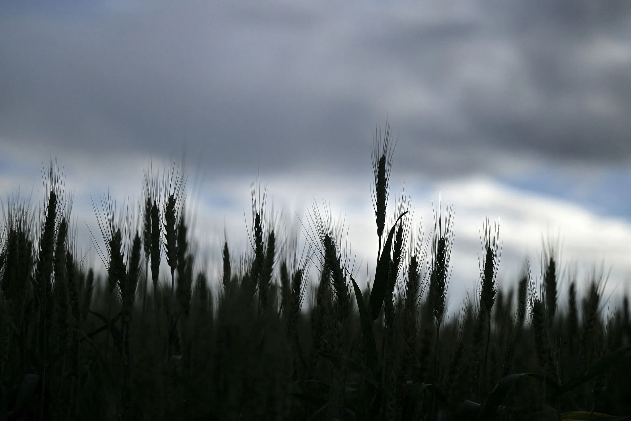 RUSSIA-AGRICULTURE-WHEAT