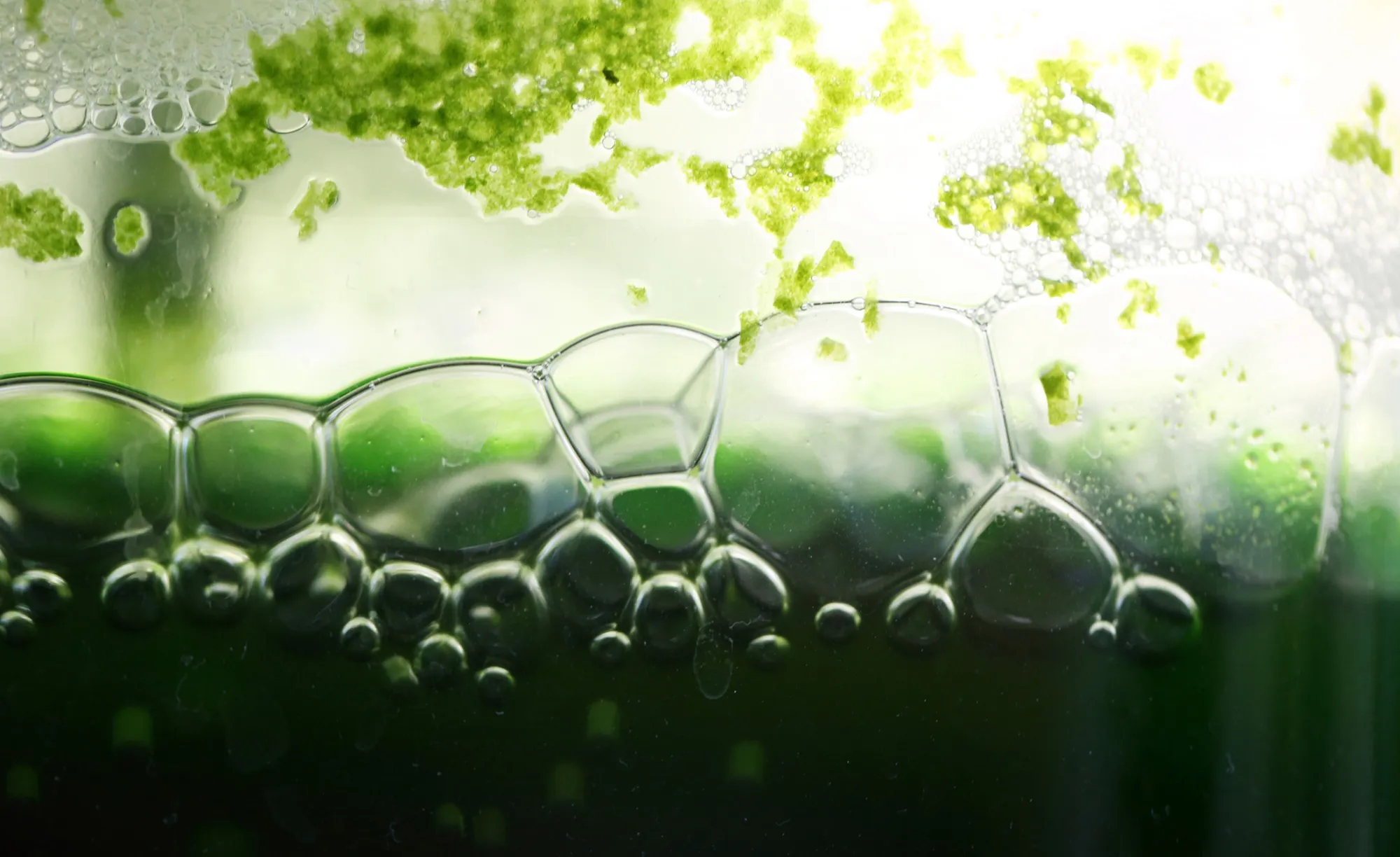 Euglena, a single-celled microscopic algae, known as Midorimushi in Japanese, is cultivated in a reactor at the Euglena Co. laboratory in the University of Tokyo, in Tokyo, Japan, on May 8, 2013.
