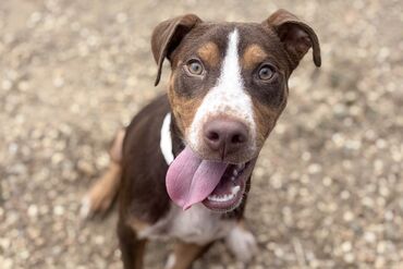 The Greater Birmingham Humane Society