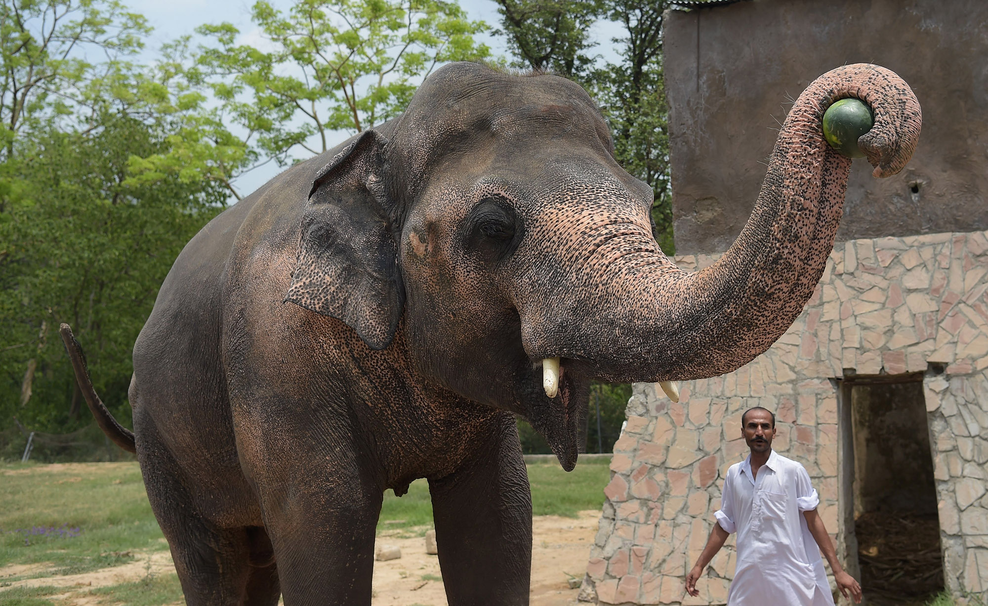 Kaavan being fed at the Marghazar Zoo in Islamabad.