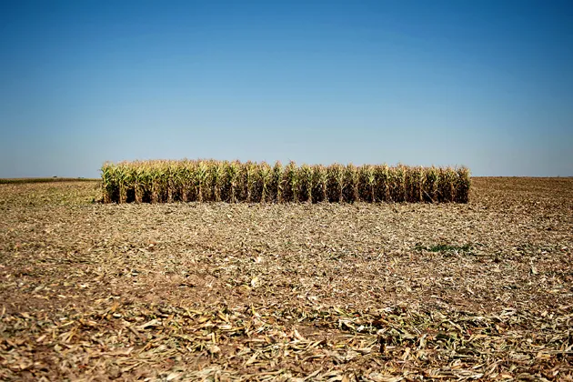 Corn plants stand in a field during harvest in Le Roy, Ill.