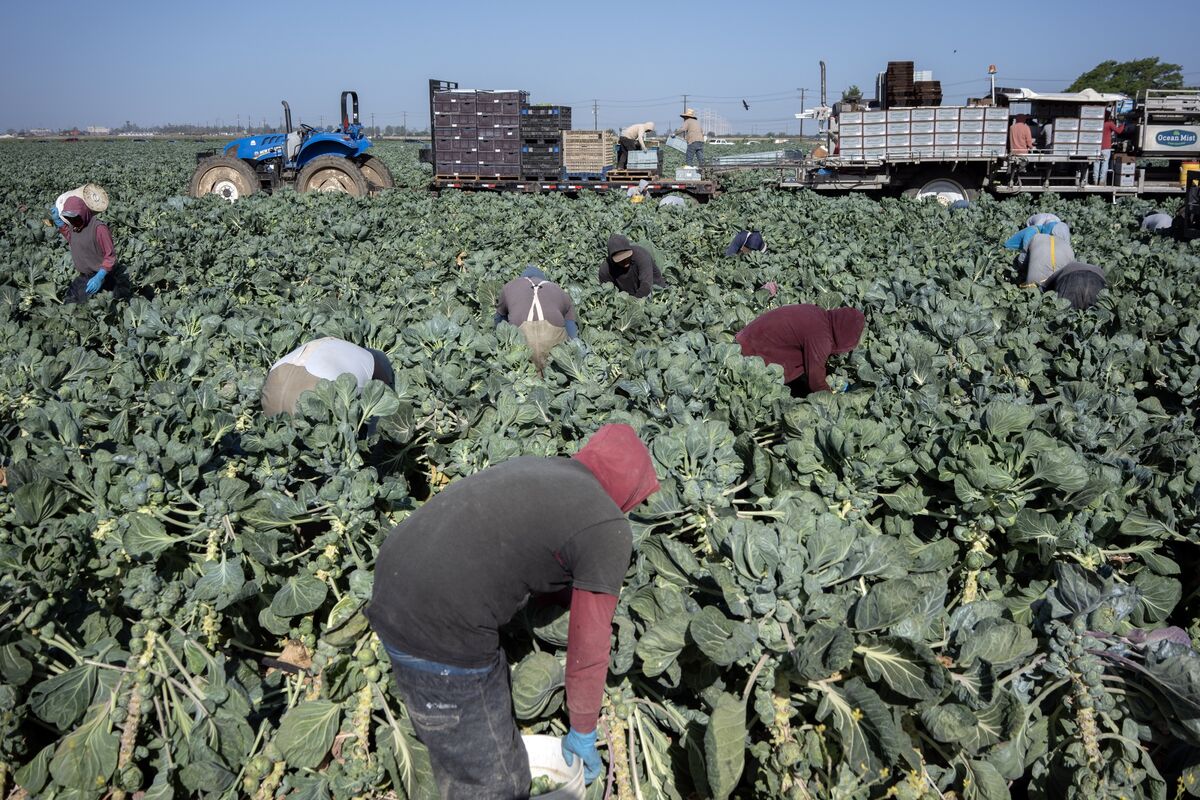🟪"Immigrazione di Alto Profilo: Timori e Incertezze per Lavoratori e Datori di Lavoro"