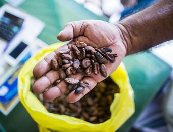 relates to Cocoa Hits Lowest in a Month as Wild Price Swings Grip Market