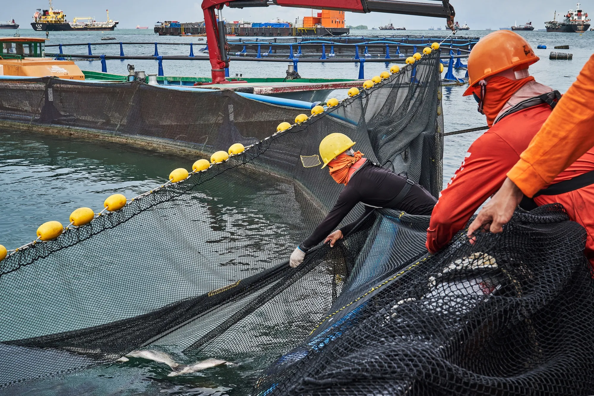 Barramundi Harvesting as Singapore Looks To Boost Local Production to Address Food Security Concerns 