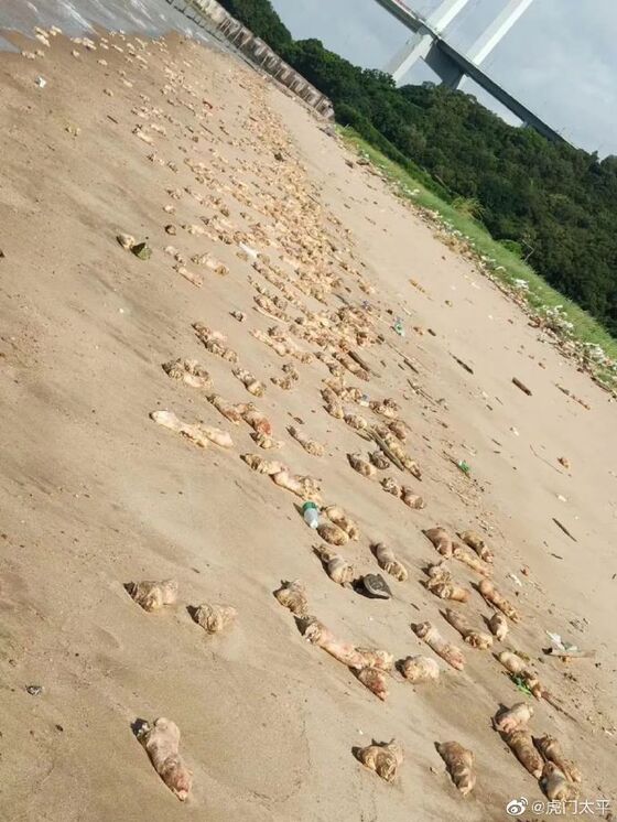 Thousands of Rotting Pig Trotters Wash Ashore on Chinese Beach