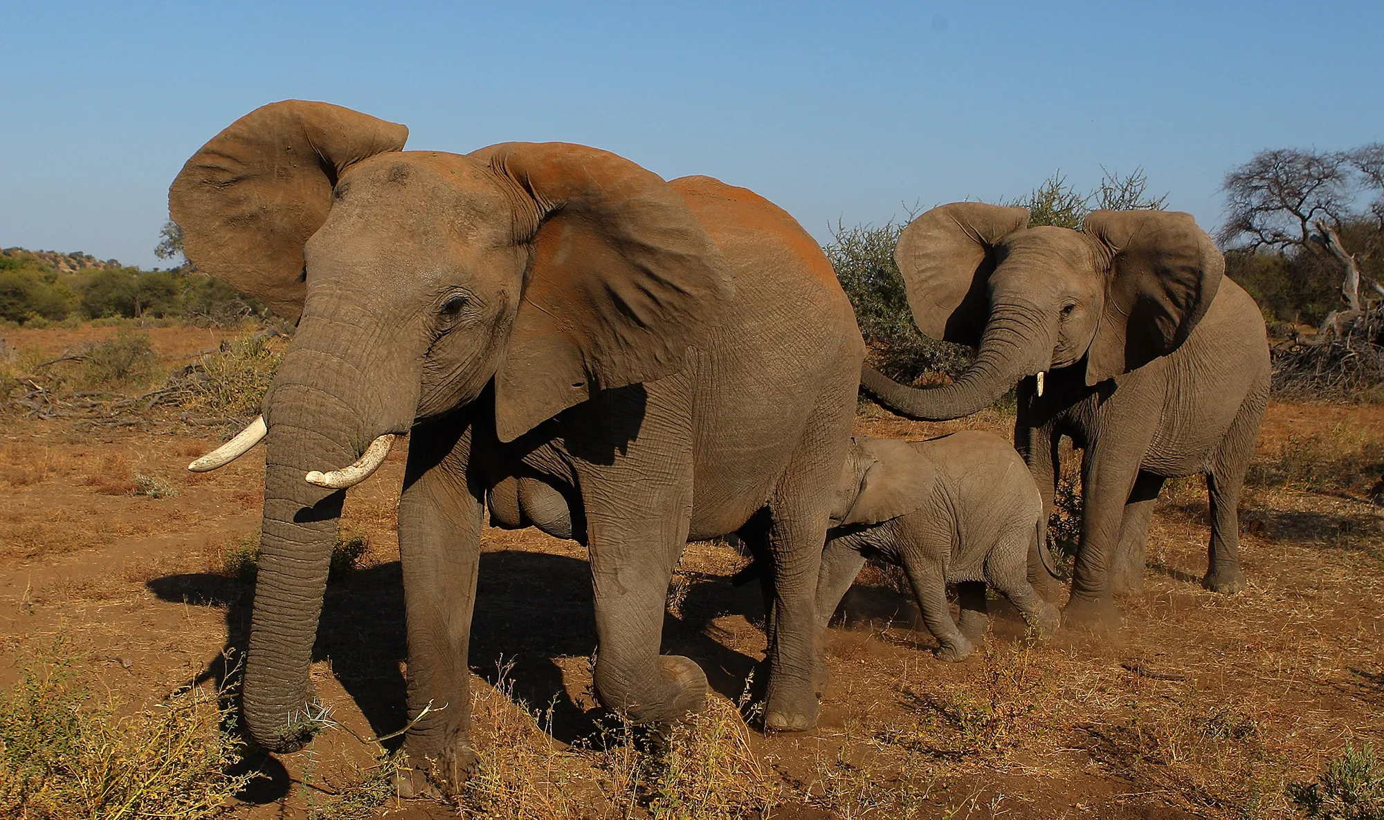 &nbsp;A herd of elephants at the Mashatu game reserve on July 26, 2010 in Mapungubwe, Botswana.