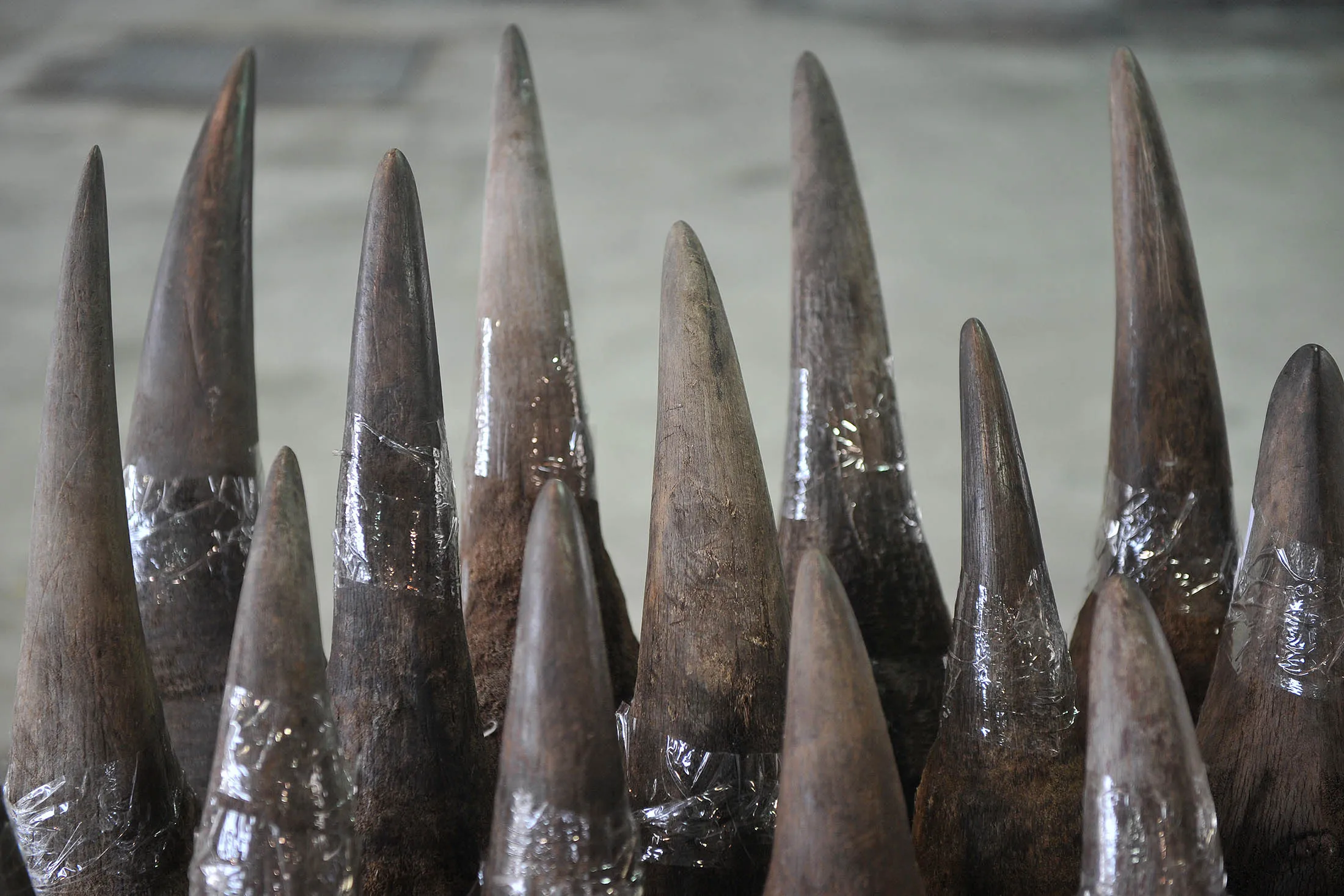 Rhinoceros horns are displayed in Hong Kong's Customs and Excise Department Offices on November 15, 2011. Hong Kong Customs on November 14, 2011, seized 33 unmanifested rhinoceros horns, 758 ivory chopsticks and 127 ivory bracelets, worth about 17.4 million HKD (2.23 Million USD), inside a container shipped to Hong Kong from Cape Town, South Africa. AFP PHOTO / AARON TAM (Photo credit should read aaron tam/AFP/Getty Images)

