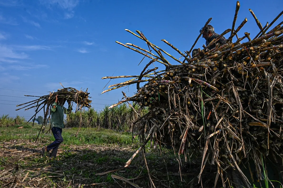 A worker carries harvested sugarcane in Meerut, Uttar Pradesh, India.