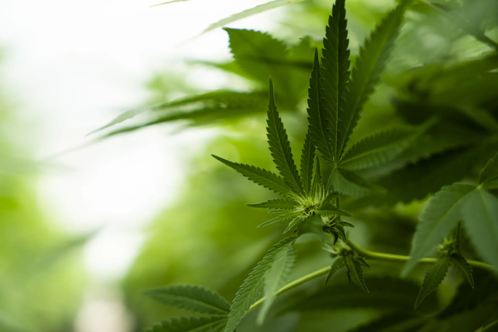 Budding marijuana plants