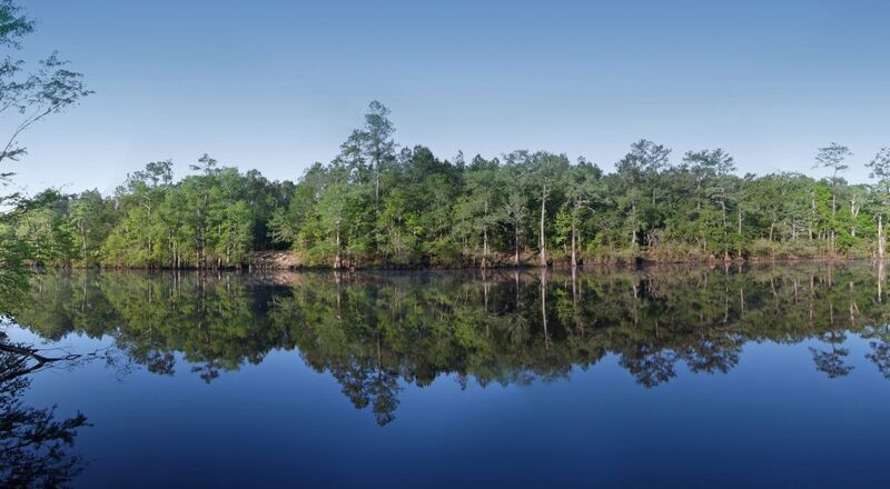 SR-Markets_forests_Murrell7